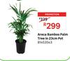 Areca Bamboo Palm Tree in 23cm Pot