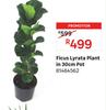 Ficus Lyrata Plant In 30cm Pot