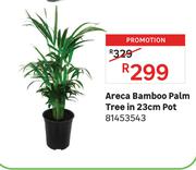 Areca Bamboo Palm Tree in 23cm Pot