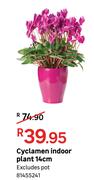 Cyclamen Indoor Plant 14cm