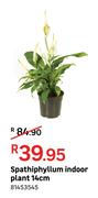 Spathiphyllum Indoor Plant 14cm