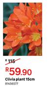 Clivia Plant 15cm