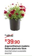 Argyranthemum Madeira Flower Plant Mix 15cm
