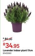 Lavender Indoor Plant 17cm