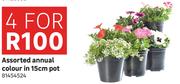 Assorted Annual Colour In 15cm Pot 81454524-For 4