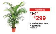 Areca Bamboo Palm In 23cm Pot 81453543