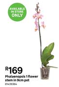 Phalaenopsis 1 Flower Stem In 9cm Pot 81439364