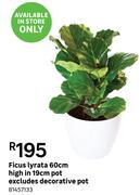 Ficus Lyrata 60cm High In 19cm Pot Excludes Decorative Pot 81457133