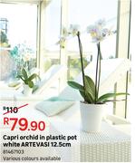 Capri Orchid In Plastic Pot White Artevasi 12.5cm 81467103