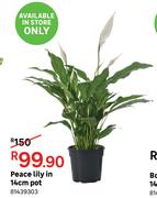 Peace Lily In 14cm Pot 81439303