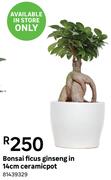 Bonsai Ficus Ginseng In 14cm Ceramicpot 81439329