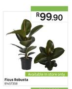 Ficus Robusta