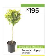 Duranta Lollipop