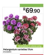 Pelargonium Varieties 17cm