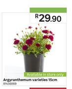Argyranthemum Varieties 15cm