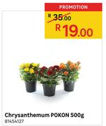 Chrysanthemum Pokon-500g