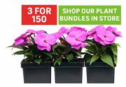 Plant Bundles-For 3