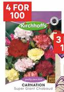 Kirchhoffs Carnation Super Giant Chabaud-For 4