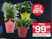PnP Small Or Medium Green Plant Assorted-Each
