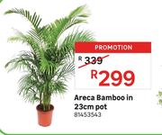 Areca Bamboo In 23cm Pot 81453543