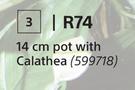 14cm Pot With Calathea