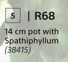 14cm Pot With Spathiphyllum