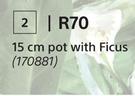 15cm Pot With Ficus