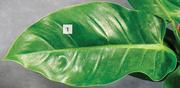 14cm Congopot With Philodendron