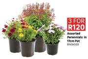 Assorted Perennials In 17cm Pot 81454533-For3    