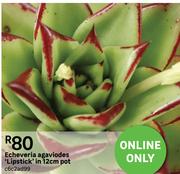 Exheveria Agaviodes 'Lipstick' In 12cm Pot   c6c2ad99