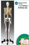 Skeleton Model-Full Size SMED109