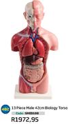 13 Piece Male 42cm Biology Torso SMED108