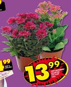 Chrysanthemum/Kalanchoe Pot Plant-Each