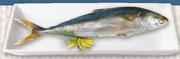 Whole Yellow Tail -100g