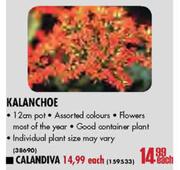 Kalanchoe-12cm Pot