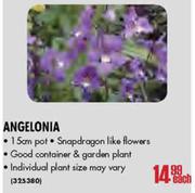 Angelonia-15cm Pot