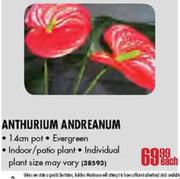 Anthurium Andreanum-14cm Pot