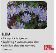 Felicia-15cm Pot