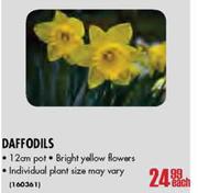 Daffodils-12cm Pot