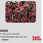 Coleus-15cm Pot