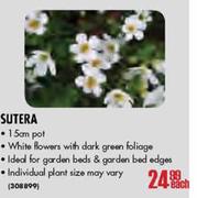 Sutera-15cm Pot