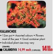 Calandiva