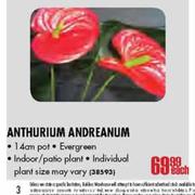 Anthurium Andreanum Pot-14cm Each