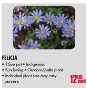 Felicia Pot-15cm Each