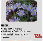Felicia-15cm Pot