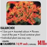 Calandiva Pot-12cm Each