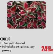 Coleus Pot-15cm Each