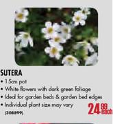 Sutera Pot-15cm Each