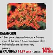 Kalanchoe Pot-12cm Each