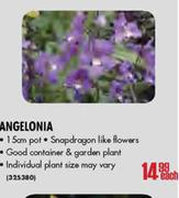 Angelonia Pot-15cm Each